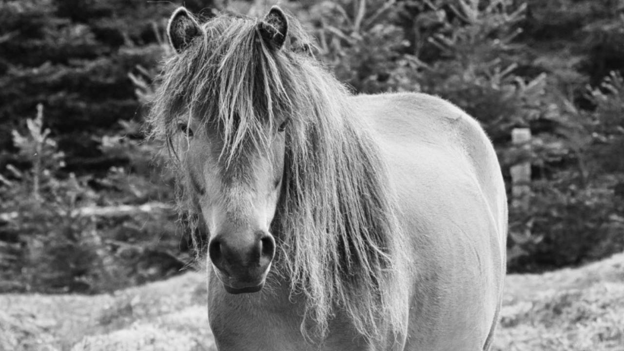 Gambar sampul untuk Akhlak Mulia